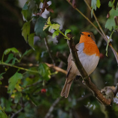 robin on a branch