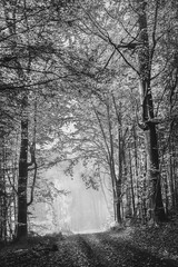 Dezember Nebel und Dunst im Wald, schwarz-weiß