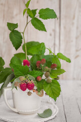 Gałązka świeżych malin w porcelanowym kubku © Dorota