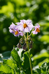 Kartoffelblüte