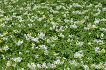 Kartoffel,  Kartoffeln, Kartoffelblüte