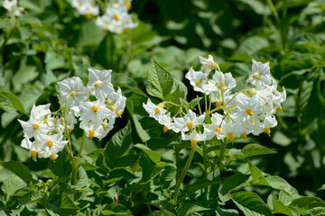 Kartoffel,  Kartoffeln, Kartoffelblüte