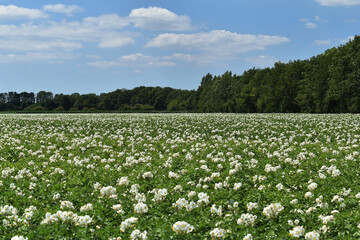 Kartoffel, Kartoffeln