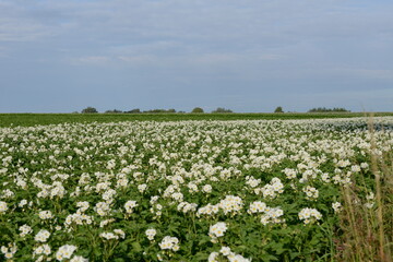 Kartoffel,  Kartoffeln, Kartoffelblüte