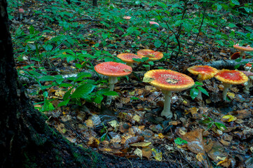 Autumn background, toadstool in a light forest. autumn season Toadstool, wild poisonous red...
