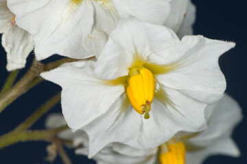 Kartoffelblüte,  Einzelblüte,  Detailaufnahme, Nahaufnahme