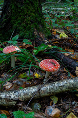 Autumn background, toadstool in a light forest. autumn season Toadstool, wild poisonous red...