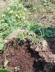 onions in the garden