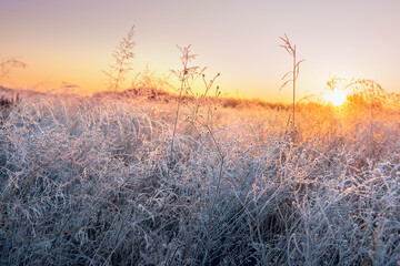 A magnificent dawn spectacle of a frosty autumn morning. A meadow with dry grass in white frost...
