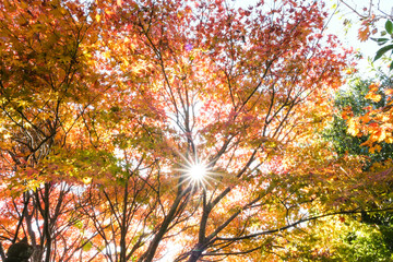 オレンジ色のモミジの紅葉