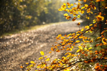 Dirt road in the autumn forest. A branch with colorful autumn leaves and sparkling drops after the melting of frost and fog. Sunny joyful sparkling autumn photo