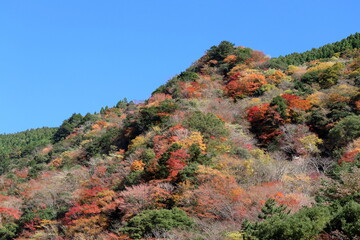 色づく山肌　大荒の滝休憩所からの景観　（高知県　香美市）