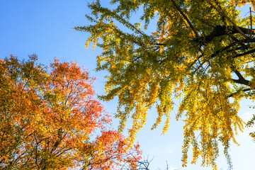 イチョウとナンキンハゼの紅葉