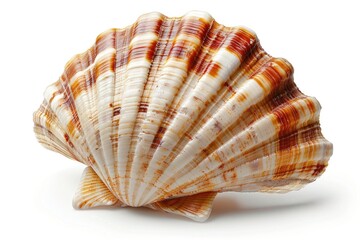 Obraz premium A close-up shot of a shell on a white background