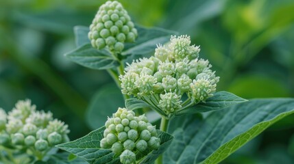 A close-up view of a plant with lush green leaves, ideal for nature or environmental related content