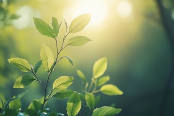 Fototapeta premium Bright green leaves growing on branch in spring sunlight