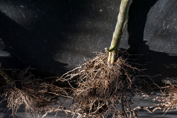 A heavy root ball on a tomato plant is full of compost