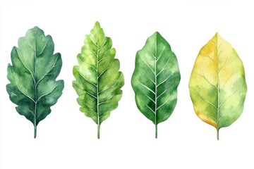 Fototapeta premium A watercolor illustration of four different leaves in varying shades of green and yellow.