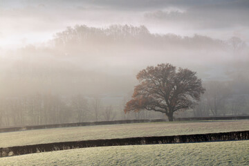 Isolated tree in early morning winter mist and frost, Burwash, East Sussex, England, United...