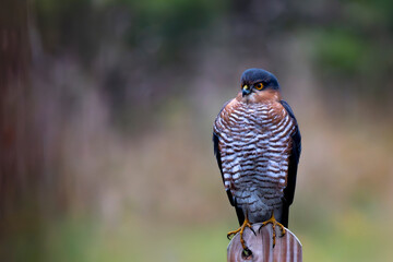 sparrowhawk