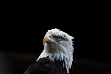 bald eagle	