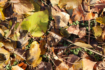 Close-Up of Autumn Leaves on Ground. A colorful mix of dry and fresh autumn leaves scattered on the ground with sunlight highlighting their textures and shadows, creating a natural seasonal pattern.