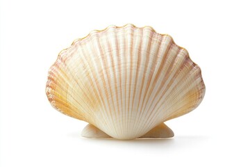 A single shell photographed closely, possibly used as an abstract design or nature-inspired element
