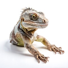 Obraz premium beautiful animal in a studio isolated wild life