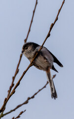 Long tailed tit perched on a branch. British wild bird.