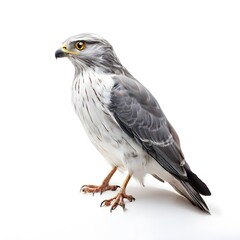Fototapeta premium beautiful animal in a studio isolated wild life
