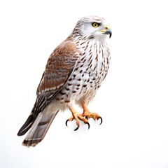 Fototapeta premium beautiful animal in a studio isolated wild life