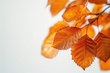 Obraz premium A close-up view of an orange tree branch with vibrant orange leaves, perfect for decorating or illustrating autumn-themed concepts