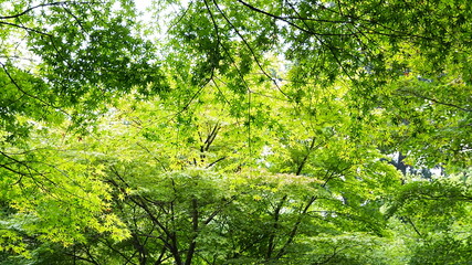 green grass in the forest