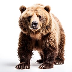 Fototapeta premium beautiful animal in a studio isolated wild life