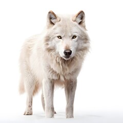 Obraz premium beautiful animal in a studio isolated wild life