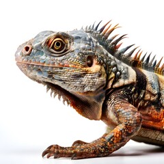 Fototapeta premium beautiful animal in a studio isolated wild life