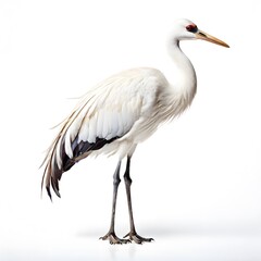 Obraz premium beautiful animal in a studio isolated wild life