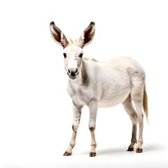 Fototapeta premium beautiful animal in a studio isolated wild life