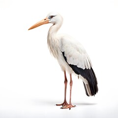 Obraz premium beautiful animal in a studio isolated wild life