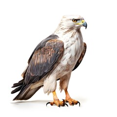 Fototapeta premium beautiful animal in a studio isolated wild life