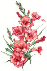 Red gladiolus flowers, in the style of a clipart illustration with a white background