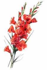 Watercolor red gladiolus flower clipart, white background, illustration in the style of realism