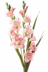 A bouquet of pink gladiolus flowers, in the style of a clipart illustration, isolated on a white background