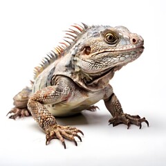 Naklejka premium beautiful animal in a studio isolated wild life