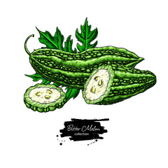 Bitter melon vector drawing. Hand drawn bitter gourd sketch. 