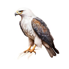 Obraz premium beautiful animal in a studio isolated wild life