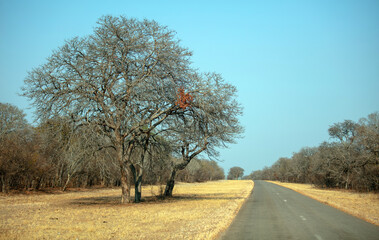 Fototapeta premium Asphalt road in African savannah landscape, Chobe national park, Botswana,