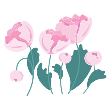 A bouquet of pink peons peony flowers look like they grown up