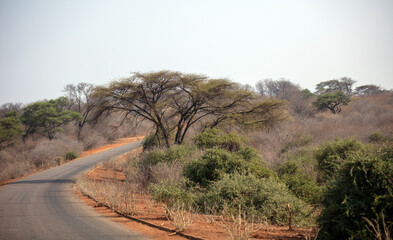Asphalt road in African savannah landscape, Chobe national park, Botswana,
