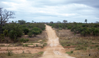 Fototapeta premium Dirt road in African savannah landscape, Chobe park, Botswana,
